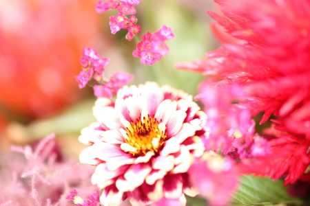 美味しい蜜をもつ